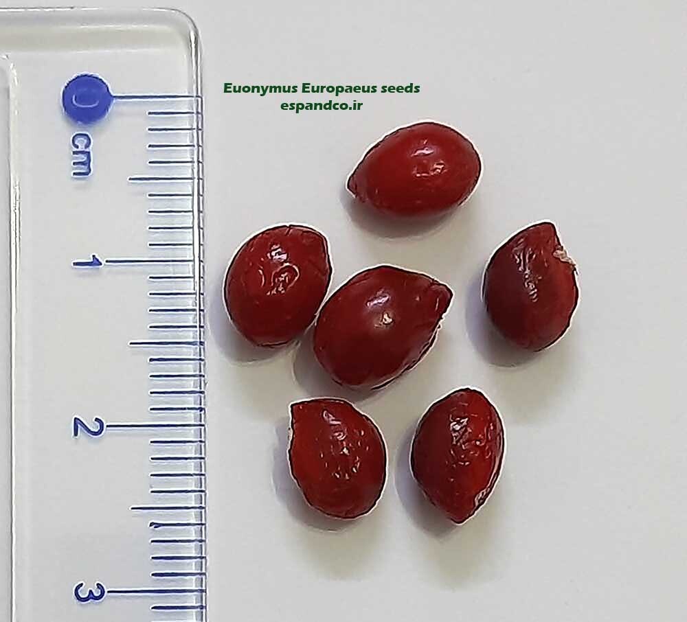  بذر شمشاد اروپایی 